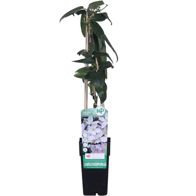 Produktbild von Waldrebe armandii - Clematis armandii  | 50-60 cm in Container