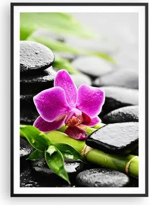 Produktbild von Gerahmtes Poster - Schwarzer Rahmen - Pflanze Steine Bambus Spa - 70x100 cm - Wand Bild - Wanddeko - Wandbilder - Wandposter - Bilderrahmen - Bilder - Kunstdruck - Wandbild - P2BPA70x100-2681