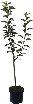 Produktbild von Duo-Apfelbaum mit den Sorten Gala und Jonagold 7,5 L auf M7