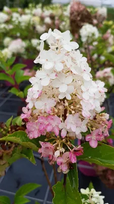 Image de Hydrangea paniculata Vanille Fraise® 'Renhy' / Hortensia paniculé Vanille Fraise® 'Renhy'