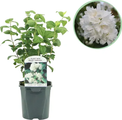 Obrázok produktu pre Farmársky jazmín - Philadelphus Snowbelle - Biely kvet - Nenáročný na údržbu - Kvetináč 17cm Výška 45cm