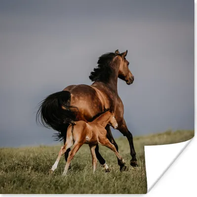 Produktbild von MuchoWow® Poster Tiere - Pferde - Fohlen 75x75 cm - Wand Dekoration