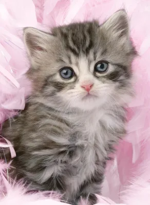 Image de RAVENSBURGER Puzzle chaton 500 pièces