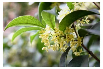 Produktbild von Osmanthus fragans Duftblüte 5 Samen