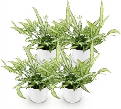 Obrázek produktu pro Pteris cretica Albolineata, sada 4 rostlin s bílým kvetinácem (prumer 12cm