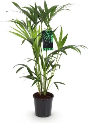 Zdjęcie produktu dla Howea Forsteriana - Kentia - palma - 80 - 85cm - 19cm - latwa w pielegnacji