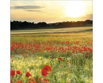 Produktbild von Glasbild im Landhausstil, Serie Poppyfield, 30x30 cm
