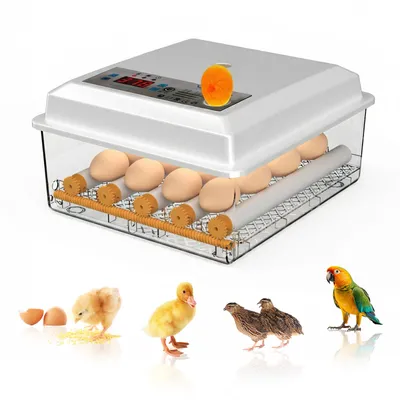 Image de Couveuse entièrement automatique, incubateur pour 16 œufs avec retournement automatique et régulation de la température pour poulets, canards et pigeons, blanc