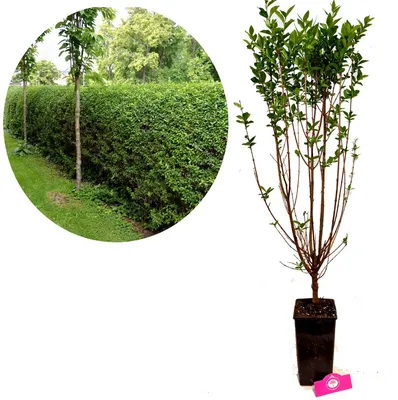 Obrázok produktu pre Ligustrum ovalifolium - Prvosienka - 3 litrový kvetináč