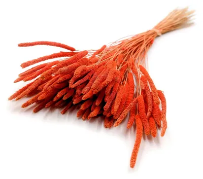 Produktbild von Dekogras Trockenblumen - Timotheusgras - Getrocknetes Ziergras - Natürliche Dekoration - Orange