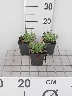 Produktbild von 6 x  Catananche caerulea - Weiße Rasselblume - Topf 9 x 9 cm