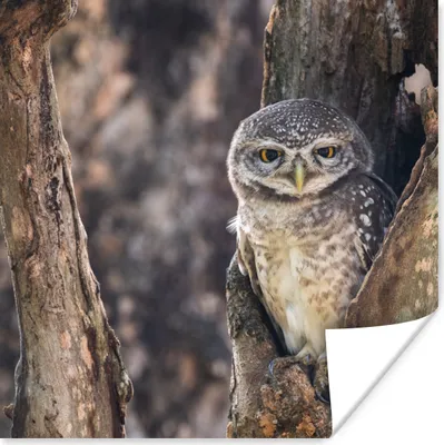 Produktbild von MuchoWow® Poster Eule - Baum - Wald 50x50 cm - Wohnzimmerdekoration