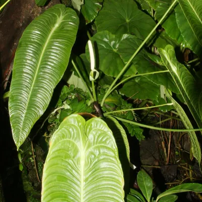 Zdjęcie produktu dla Anthurium królewskie (Anthurium veitchii) – 1 wykiełkowane nasiono