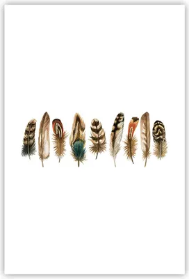 Produktbild von Poster - Poster ohne Rahmen - Weiß Hintergrund Federn - 61x91,5 cm - Wand Bild - Wanddeko - Wandbilder - Kunstposter - Wandposter - Bilder - Kunstdruck - Wanddekoration - Wandbild - P2XPA61x91-4419