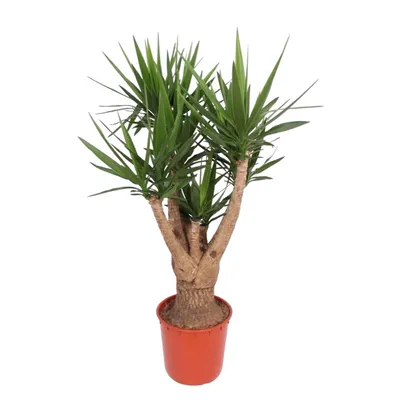 Produktbild von Obří palmová lilie - Yucca Elephantipes - pokojová rostlina - 160cm - ø32cm