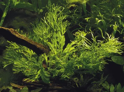 Produktbild von Aquarium Pflanze Microsorum pteropus Windeløv Wasserpflanze AquaOne Topf Nr.308B