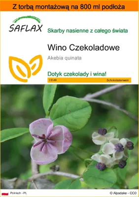 Zdjęcie produktu dla SAFLAX - Garden in the bag - Wino Czekoladowe - 10 Nasiona - Z podłożem uprawowym w praktycznej, samorozkładającej się torbie - Akebia quinata
