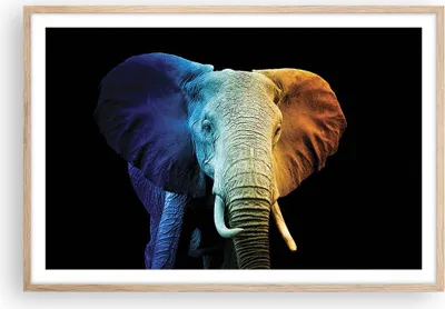 Produktbild von Gerahmtes Poster - Rahmen in heller Eiche - Bunt Elefant Fotografie - 91,5x61 cm - Wand Bild - Wanddeko - Wandbilder - Kunstposter - Wandposter - Bilderrahmen - Bilder - Kunstdruck - P2NAA91x61-4768