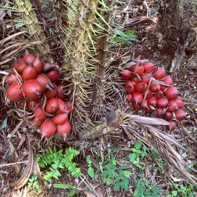 Produktbild von Rote Schlangenfrucht (Salacca affinis)  - 1 Samen