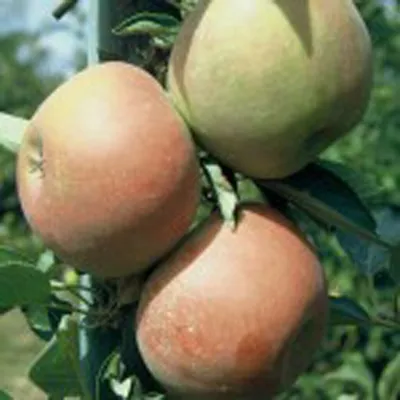 Three apples are growing on a tree branch.