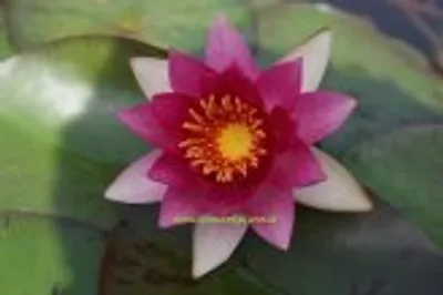 Produktbild von 1 HALBZWERGSEEROSE Sorte Laydeckeri Fulgens, rot