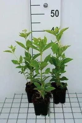 Productafbeelding van 6 x *Eupatorium maculatum* 'Album' - Waterdraf - Pot van 9 x 9 cm