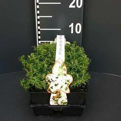 Immagine prodotto di 6 x Phlox (s) 'Maischnee' ('snow queen') - Flammenblume - Topf 9 x 9 cm