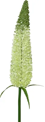 Produktbild von Kunstblume  PUSCHEL