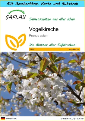 Produktbild von SAFLAX - Geschenk Set - Vogelkirsche - 10 Samen - Mit Geschenk- / Versandbox, Versandaufkleber, Geschenkkarte und Anzuchtsubstrat - Prunus avium