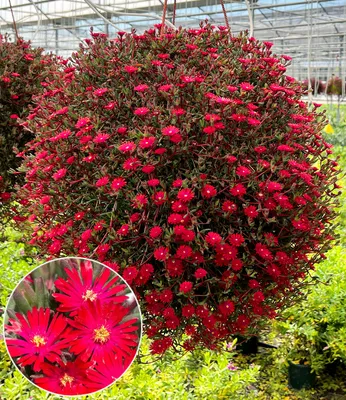 Produktbild von BALDUR Garten 2x Delosperma 'Desert Dancers® Red', Pflanzen im 9x9 cm-Topf, Eisblume, blütenreicher Dauerblüher, ganzjährig dunkelrotes Blattlaub, bildet lange, dekorative Ranken, winterhart