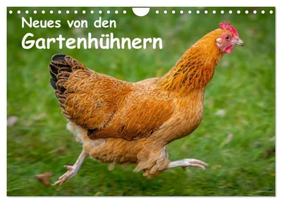 Produktbild von Neues von den Gartenhühnern (Wandkalender 2027 DIN A4 quer), CALVENDO Monatskalender