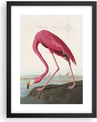 Produktbild von Gerahmtes Poster - Schwarzer Rahmen - Flamingo Vogel Exotik - 30x40 cm - Wand Bild - Wanddeko - Wandbilder - Kunstposter - Wandposter - Bilderrahmen - Bilder - Kunstdruck - P2BPA30x40-5137