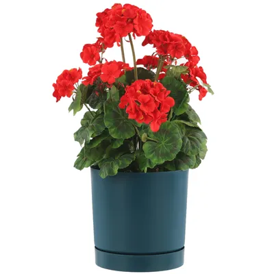 A potted plant with red flowers and green leaves in a blue pot.