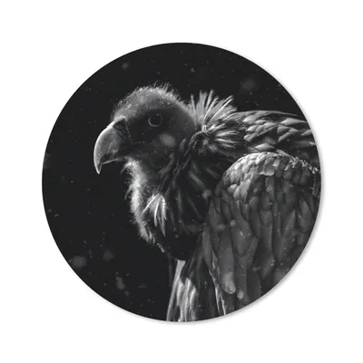 Produktbild von MuchoWow® Mauspad Mousepad Porträt eines Goldgeiers vor schwarzem Hintergrund - schwarz-weiß 40x40 cm - Mousepads - Maus Mat - Pad - Mausunterlage - Schreibtisch Accessoires