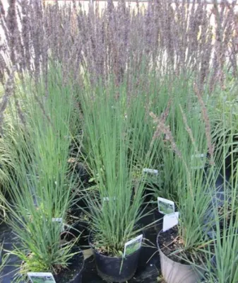 Produktbild von Kleines Pfeifengras Moorhexe - Molinia caerulea