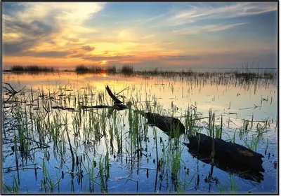 Produktbild von Wallario Wandbild Schilf am Abend - Sonnenuntergang über der Seelandschaft, Größe: 70,30 x 100,30 cm, Poster mit schwarzem Aluminiumrahmen