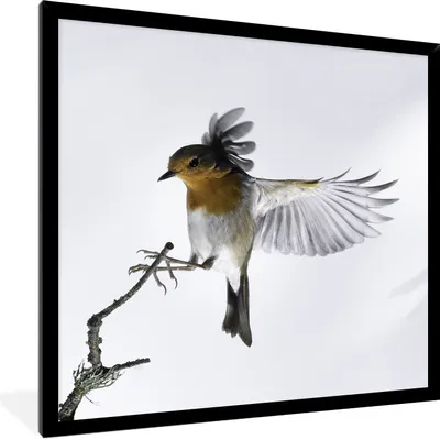 Produktbild von MuchoWow® Gerahmtes Poster Nahaufnahme Vogel 40x40 cm - Poster mit Schwarzem Bilderrahmen Wandposter Rahmen Foto Bilder - Mit Rahmen - Wanddekoration Schlafzimmer