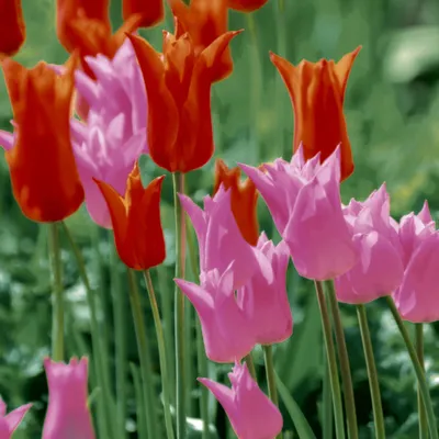 Produktbild von PAPER+DESIGN 201065 Lunchservietten Tulpen - 33 x 33 cm, 20 Stück