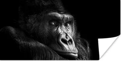 Produktbild von MuchoWow® Poster Gorilla - Affe - Schwarz - Weiß - Porträt 80x40 cm - Wanddeko