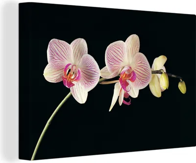 Zdjęcie produktu dla OneMillionCanvasses® - Obrazy na płótnie - 140x90 cm, Orchidea - Kwiaty - Czarny - Różowy - Guziki, Dekoracja ścienna - Zdjęcie na płótnie - Obraz na drewnianej ramie