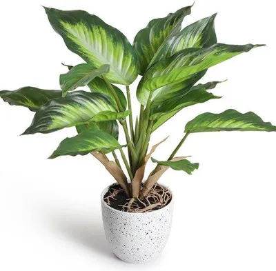Imagen del producto de Pequeñas plantas artificiales para interior, 36 cm, difenbachia picta artificial en maceta, ideales para balcones, salones y apartamentos