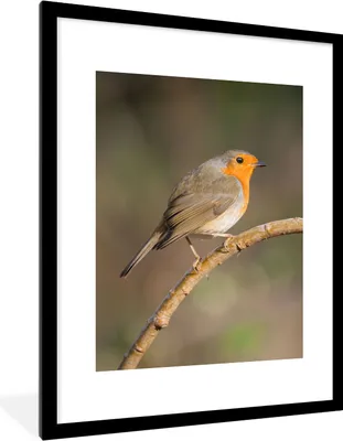 Produktbild von MuchoWow® Gerahmtes Poster Rotkehlchen - Vogel - Natur 60x80 cm - Poster mit Schwarzem Bilderrahmen Wandposter Rahmen Foto Bilder - Wohnzimmer - Dekorationen - Prämie