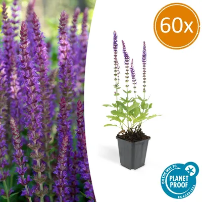 Obrázek produktu pro Salvia nemorosa 'Ostfriesland' – 9cm květináč – sada 60 rostlin