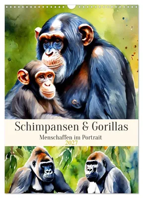 Immagine prodotto di Scimpanzé e gorilla (calendario da parete 2027, formato DIN A3 verticale), calendario mensile CALVENDO