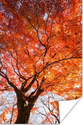 Produktbild von MuchoWow® Poster Japanischer Ahorn mit orangefarbenen Blättern 20x30 cm - Papierdruck