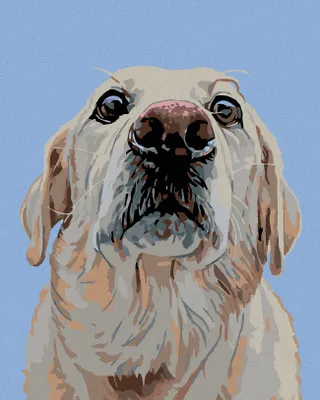 Produktbild von Zuty - Malen nach Zahlen - LABRADOR, 40x50 cm, mit Keilrahmen (bereits gespannt)