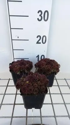 Image de 6 x Sempervivum 'Dark Beauty' - racine interne - pot 9 x 9 cm