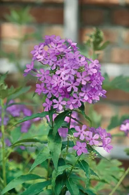 Produktbild von Phlox paniculata 'Amethyst', Flammenblume, violett, ca. 11x11 cm Topf
