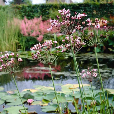 Zdjęcie produktu dla Bloomique - Butomus Umbellatus - Kwiat łabędzia - Roślina do oczek wodnych - Mrozoodporna - Wysokość 15-25 cm - Doniczka 9 cm