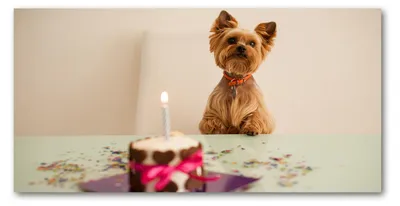 Produktbild von Tulup® Küchenrückwand Spritzschutz aus Glas -100x50 -Spritzschutz auf gehärtetes GlasDeko Tiere Hund mit Kuchen